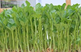 芽苗菜如何种植？芽苗菜的种植方法和注意事项