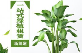 杭州新氧道园艺：一站式绿植租赁