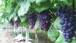 葡萄品种有哪些？十大品种葡萄图片