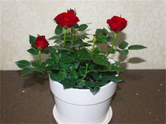 玫瑰花的冬季养护方式和过冬注意事项