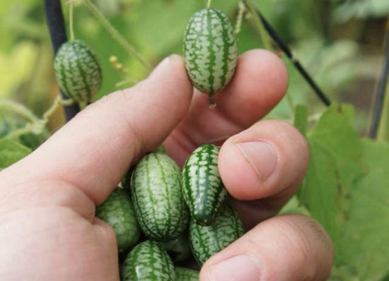 世界最小的西瓜：佩普基诺您见过吗？