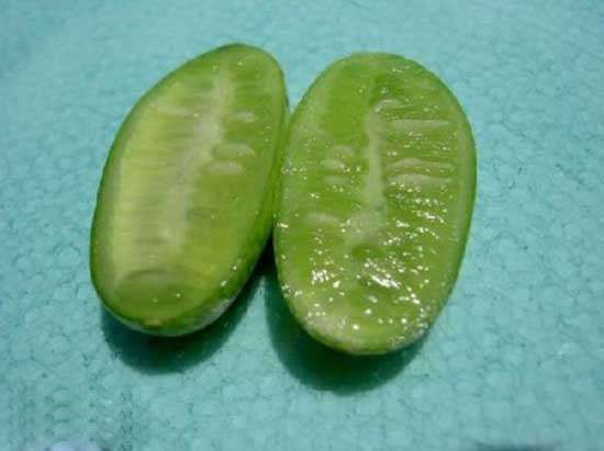 世界最小的西瓜--佩普基诺
