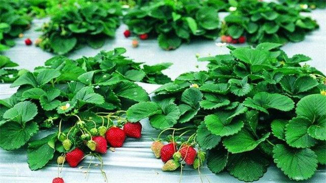 草莓几月份种植最好？草莓9月上旬种植最好