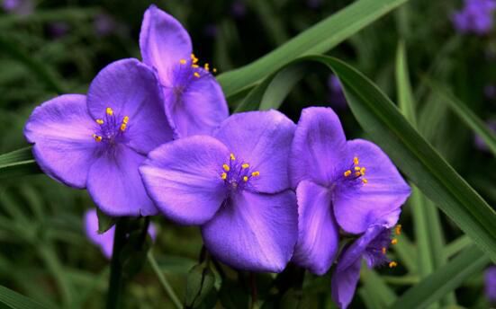 紫露草的养殖方法和注意事项，八个要点让其花