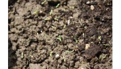 冬天太阳花苗种植方法，4个步骤种植太阳花苗