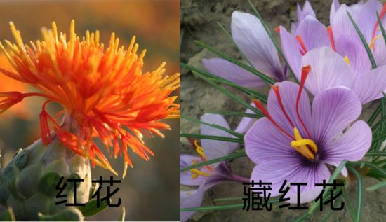 红花和藏红花有什么区别？红花和藏红花的四大