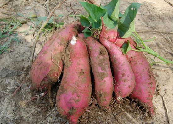 红薯多少钱一斤：9月以后，全国大部分地区红薯