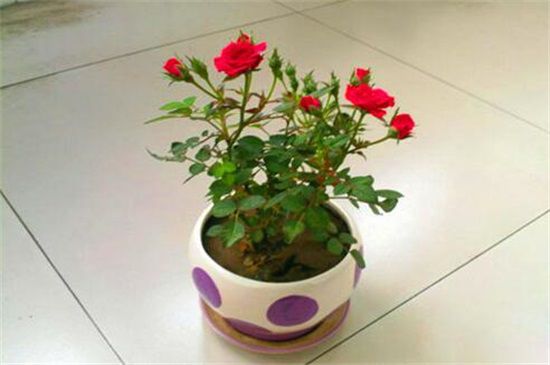 玫瑰花种子的种植方法和病虫害防治
