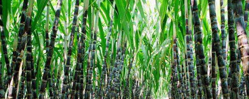 甘蔗怎么种植？甘蔗种植方法和管理要点