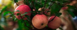苹果树移栽注意事项(六年以上的果树怎样移栽