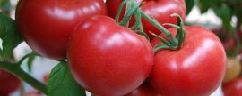 西虹市属于蔬菜还是水果(小番茄属于蔬菜还是水