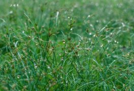 三棱草图片：稻田中最常见的杂草