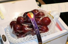 <b>最贵的葡萄诞生：日本一串“浪漫红宝石”葡萄以140万日元成交</b>