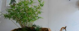 室内米竹的养殖方法(新买的米竹怎么养)
