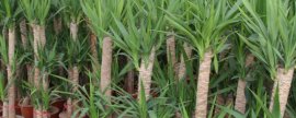 巴西木如何水培？水培巴西木的养殖方法和注意事项