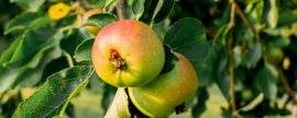 苹果树夏季管理及修剪(苹果幼树第一年修剪)