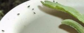 花盆里有小黑虫怎么办(如何去除花盆里的小黑虫