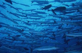 深海鱼油的功效与作用(深海鱼油哪个牌子的好