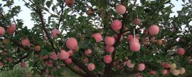 苹果树施肥最佳时间和方法及配方(苹果树一年施