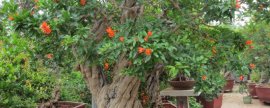 盆栽石榴树的养殖方法和注意事项(石榴树修剪顺