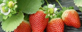 四季草莓的种植方法和技术(家庭阳台草莓种植方