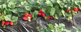 草莓多久开花结果(9月10月十一月份适合种什么菜