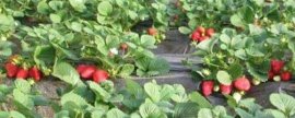 草莓苗的种植方法及管理(正确培育草莓苗的方法)