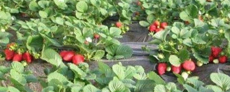 草莓苗的种植方法及管理