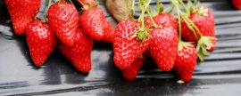 草莓从幼苗到结果多久(草莓各个生长阶段图)