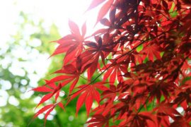 红枫盆景怎么摘叶，这样做观赏性超高！