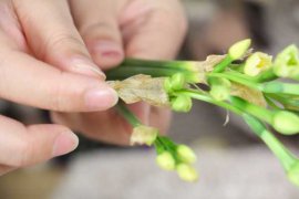 水培水仙花的养殖方法