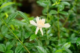 栀子花的花语