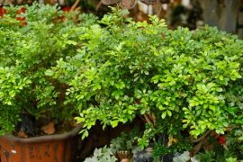 米兰怎么播种，米兰什么时候种最好