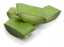 芦荟黄叶的原因和处理办法