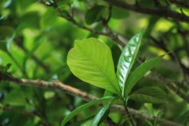 栀子花为什么黄叶：浇水、施肥、光照不当导致