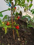 番茄如何人工授粉，怎样给大棚番茄授粉