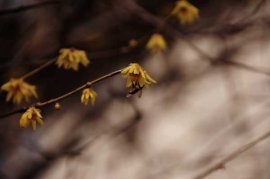 冬季蜡梅的扦插繁殖技术