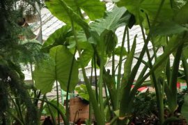 滴水观音的养殖方法和注意事项