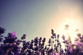 薰衣草叶子发黄怎么办
