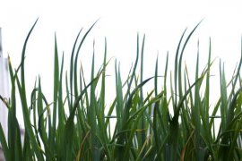 韭菜壮阳是真的吗，韭菜的作用