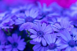 瓜叶菊的养殖方法和注意事项