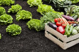 阳台蔬菜病虫害怎么预防