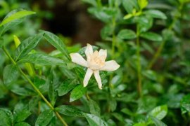 栀子花适合放在室内养吗