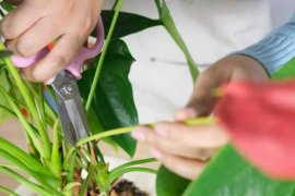 红掌不开花怎么办