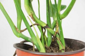 适合卧室种植的水养盆栽 | 龟背竹