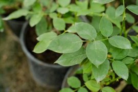 月季花枝能插活吗