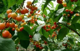 樱桃枝条能插活吗