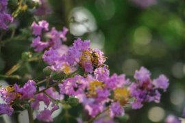 紫薇花叶子变黄的原因及防治