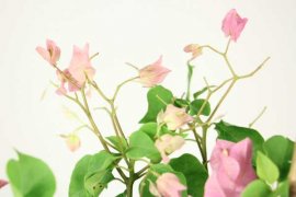 三角梅的花为什么总掉