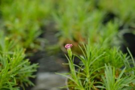 盆栽康乃馨可以养多久